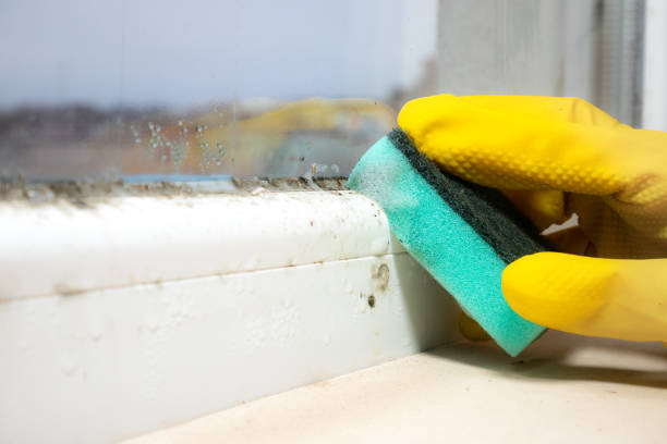 Best Local Mold Removal Service  in Tusculum, TN