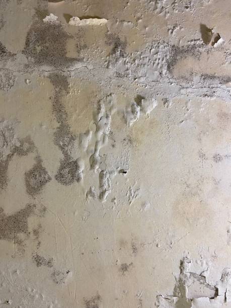Professional Mold Removal in Tusculum, TN